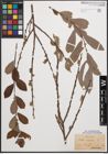 Foto von Salix cinerea L.